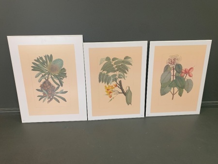 3 x Large Native Botanical Prints on Board