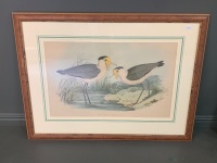 Original Hand Coloured Lithograph of Masked Pewitt (Plover) Plate 443 from John Gould's Birds of Australia