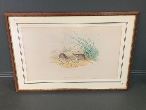 Original Hand Coloured Lithograph of New Holland Field Mouse by John Gould from Mammals of Australia