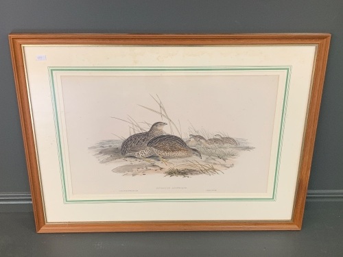 Hand Coloured Lithograph of Australian Partridge Plate 430 from John Gould's Birds of Australia