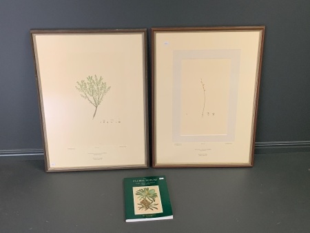 Pair of Original Hand Coloured Framed Lithographs from Joseph Bank's Florilegium - Plates 196 & 237 + Copy of Book