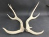 Pair of Large 4 Point Antlers - App. 650mm Long