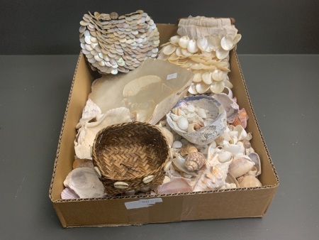 Large Box Lot of Asstd Shells inc, Bags, Boxes & Loose