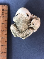 Antique Japanese Carved Ivory Netsuke Depicting Mother & Baby Frog with Beaded Eyes. 2 Character Signature to Base - Baby Frog Well Rubbed - 5