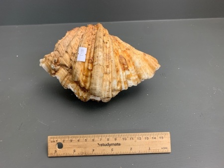 Vintage Complete Clam Shell - App. 220mm Wide