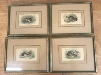 Set of 4 Hand Coloured Engraving of Australian Mammals