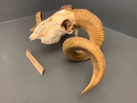 Vintage Ram Skull and Horns