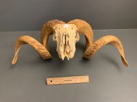 Vintage Ram Skull and Horns - 2