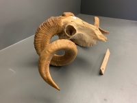 Vintage Ram Skull and Horns - 3
