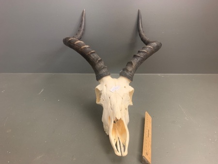 African Impala Skull and Horns