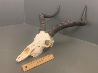 African Impala Skull and Horns - 2