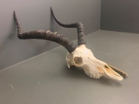 African Impala Skull and Horns - 3