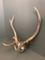 Pair of Mounted 4 Pointer Deer Antlers - 2