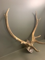 Pair of Mounted 4 Pointer Deer Antlers - 3