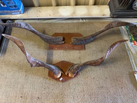 2 x Pairs Vintage Mounted Rams Horns - Largest App. 1000mm Across