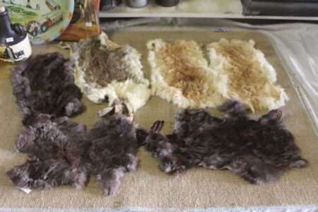 6 x Vintage Tanned Rabbit Skins