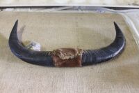 Large Pair Buffalo Horns - App. 800mm Wide - 2