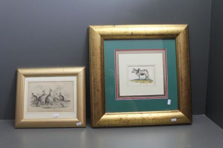 2 x Framed Antique Hand Coloured Lithographs - 1 Kangaroos - 2 Zebu