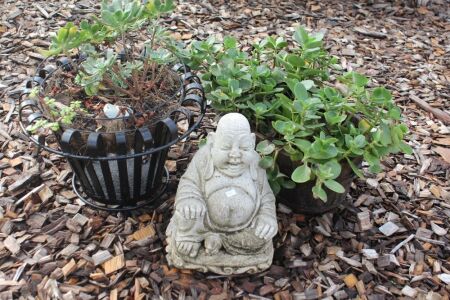 2 x Planted Pots + Concrete Buddha