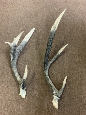 Pair of Large Rough Grey and White Antlers