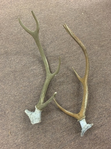 Pair of 4 Pointer Red Deer Antlers