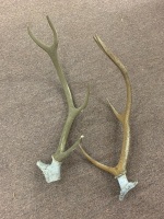 Pair of 4 Pointer Red Deer Antlers