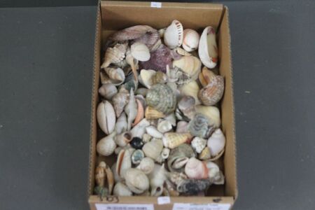 Asstd Box Lot of Shells