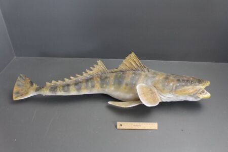 Large Taxidermy Flathead Hanging Sign