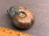 Opal Lustre Amonite Fossil Pendant - 5