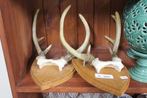 2 x Faux Sets of Mounted Muntjac Deer Antlers