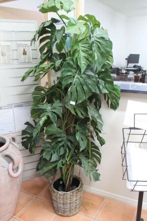 Faux Staked Monstera in Wicker Basket