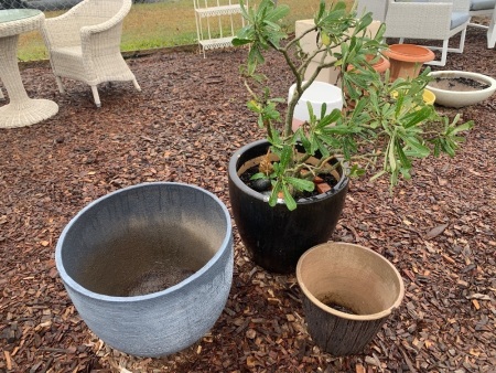 2 Large and 1 Smaller Garden Pots - 1 With Desert Rose