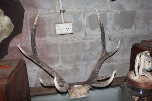 Pair of 4 Pointer Deer Antlers