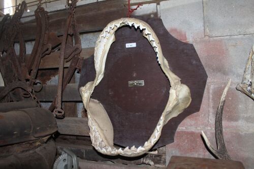 Large Set of Mounted Tiger Shark Jaws Caught in Hervey Bay