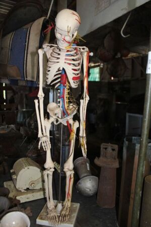 Medical Skeleton Model