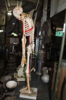 Medical Skeleton Model - 2