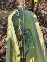 Antique Roll Top Cast Iron Bath with Legs and Chrome Plumbing - 3