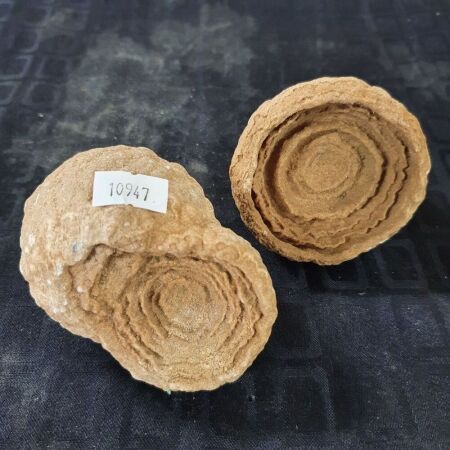 2 x 600 Million Year Old Stromatolite Fossils from Morocco