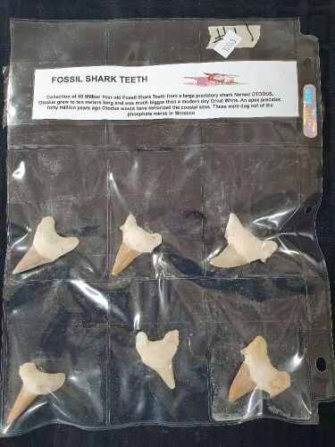 6 Huge 40 Million Year Old Fossil Shark Teeth from Morrocco