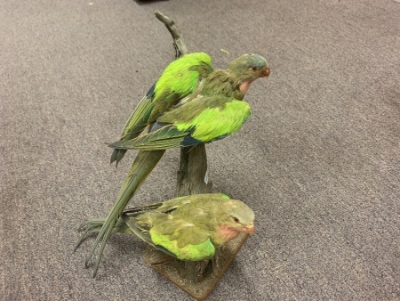 Vintage Taxidermy Princess Parrots on Branch