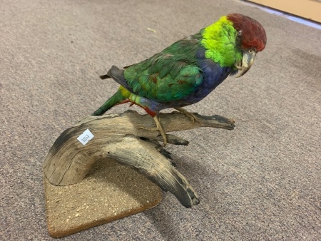 Vintage Taxidermy Red Capped Parrot on Branch