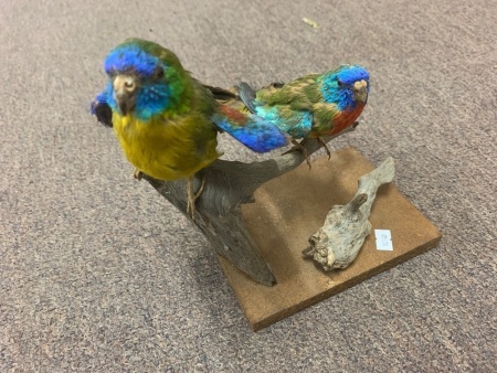 Vintage Taxidermy Turquoise & Scarlet Crested Parrots on Stump