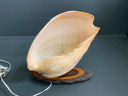 XLarge Vintage Shell Lamp on Timber Slab