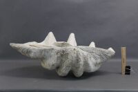 Large Vintage Clam Shell - 2