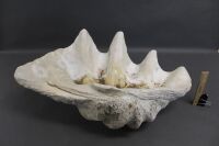 Large Vintage Clam Shell - 3