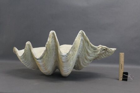 Large Vintage Clam Shell