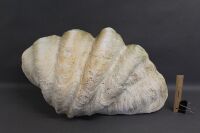 Large Vintage Clam Shell - 5