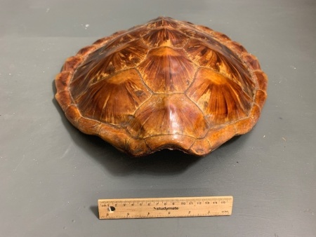 Vintage Turtle Shell - Excellent Condition