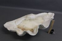 Medium Size Vintage Clam Shell - 4