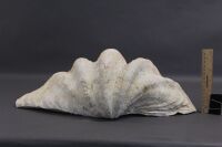 Medium Size Vintage Clam Shell - 5